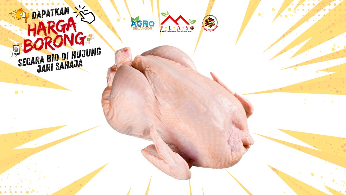 AYAM SEGAR 1.5KG - 2.0KG - Auction
