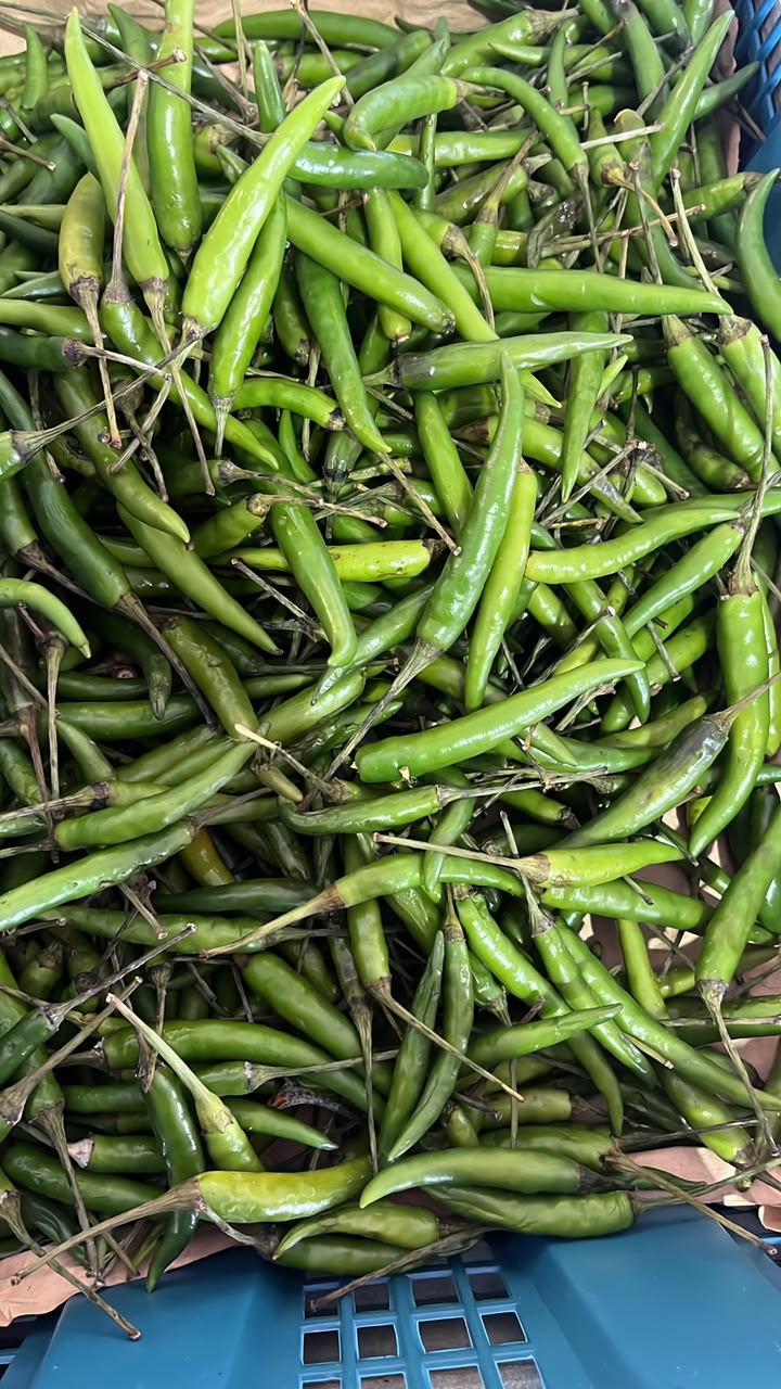 CILI PADI HIJAU 1KG